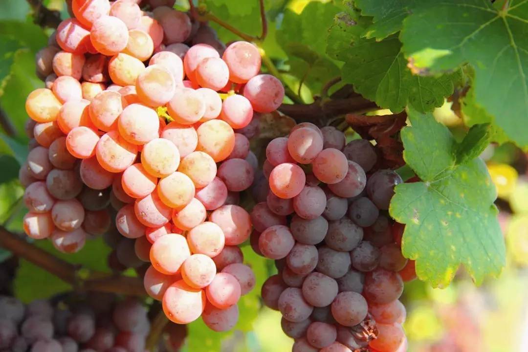 十年一盏琼瑶浆，了送浮生