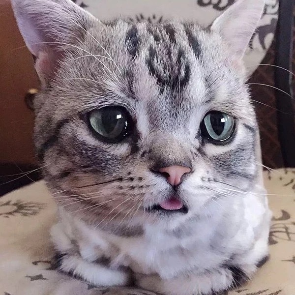 激萌小猫咪,萌到哭的小猫咪