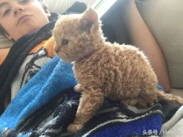 猫咪毛有一点是很卷的,猫咪毛卷怎么回事