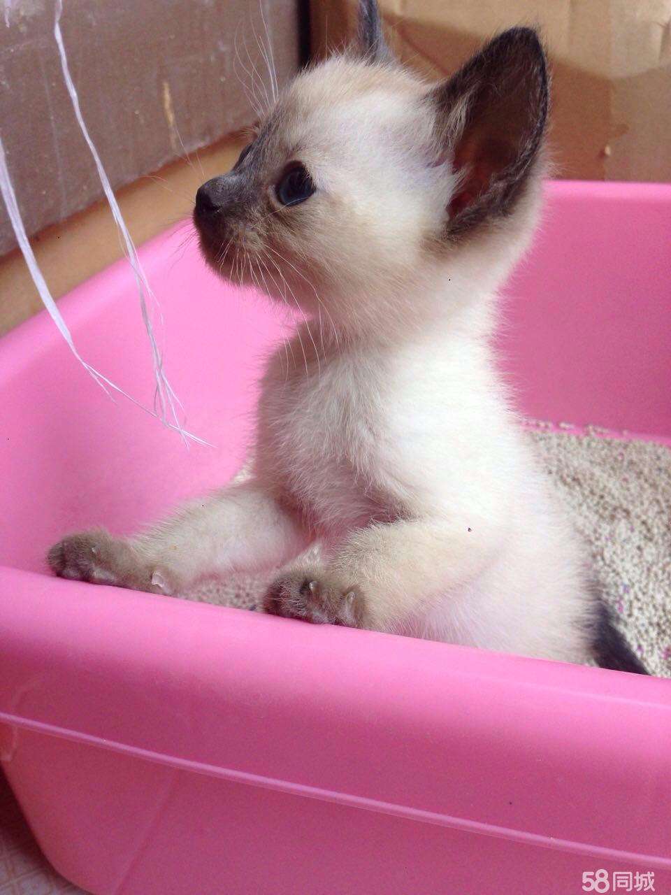 每日一猫（第七篇）暹罗猫