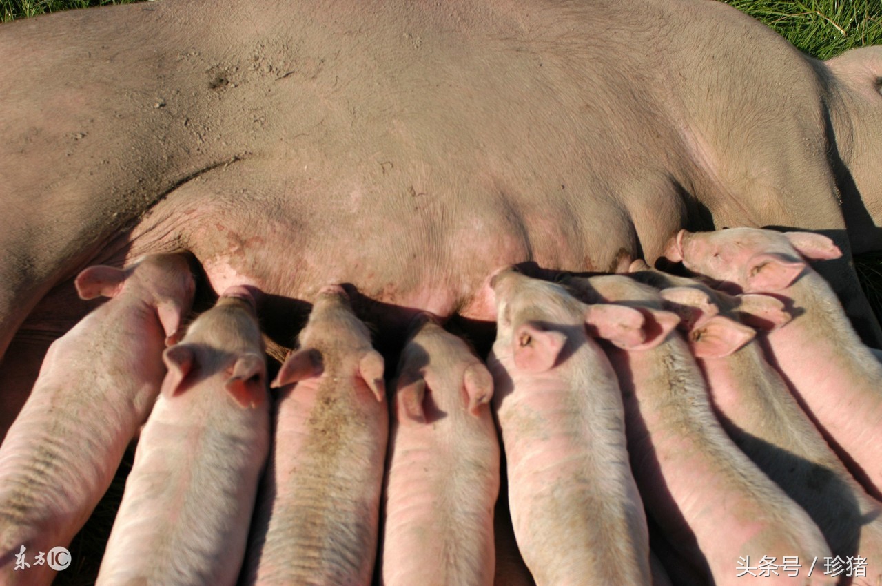 母猪产后少奶消炎最佳配方,母猪产前3天开始减食