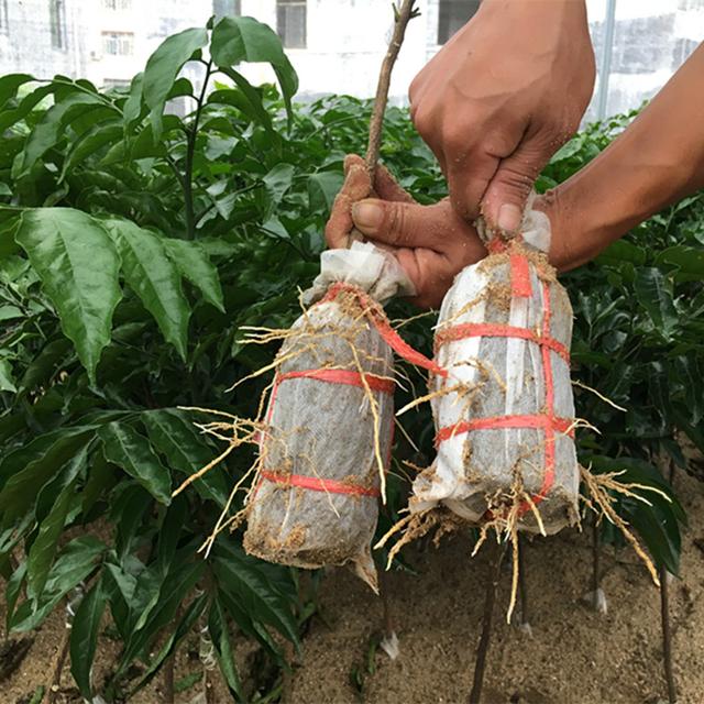 精明女人早就不种花草了，都在种这些果树苗，好看还好吃