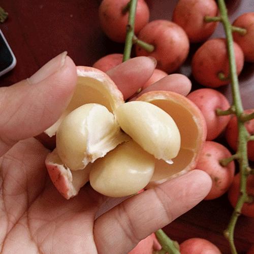 精明女人早就不种花草了，都在种这些果树苗，好看还好吃