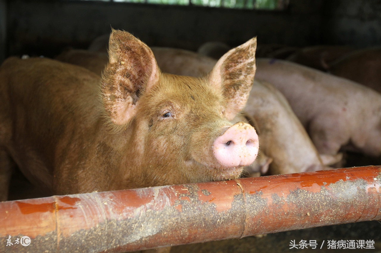 猪霉菌中毒怎么治疗最有效,猪霉菌毒素中毒