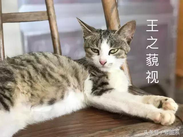 修图师会用哪些修图软件,修图师都用ps么