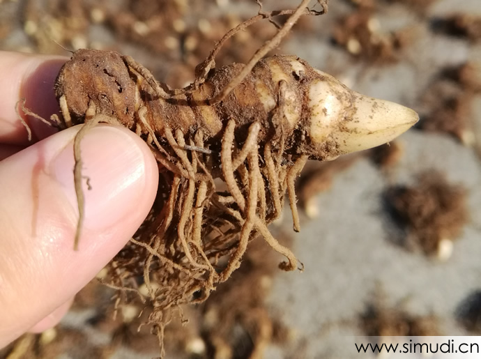 秦岭深山中药材灯台七、七叶一枝花、重楼