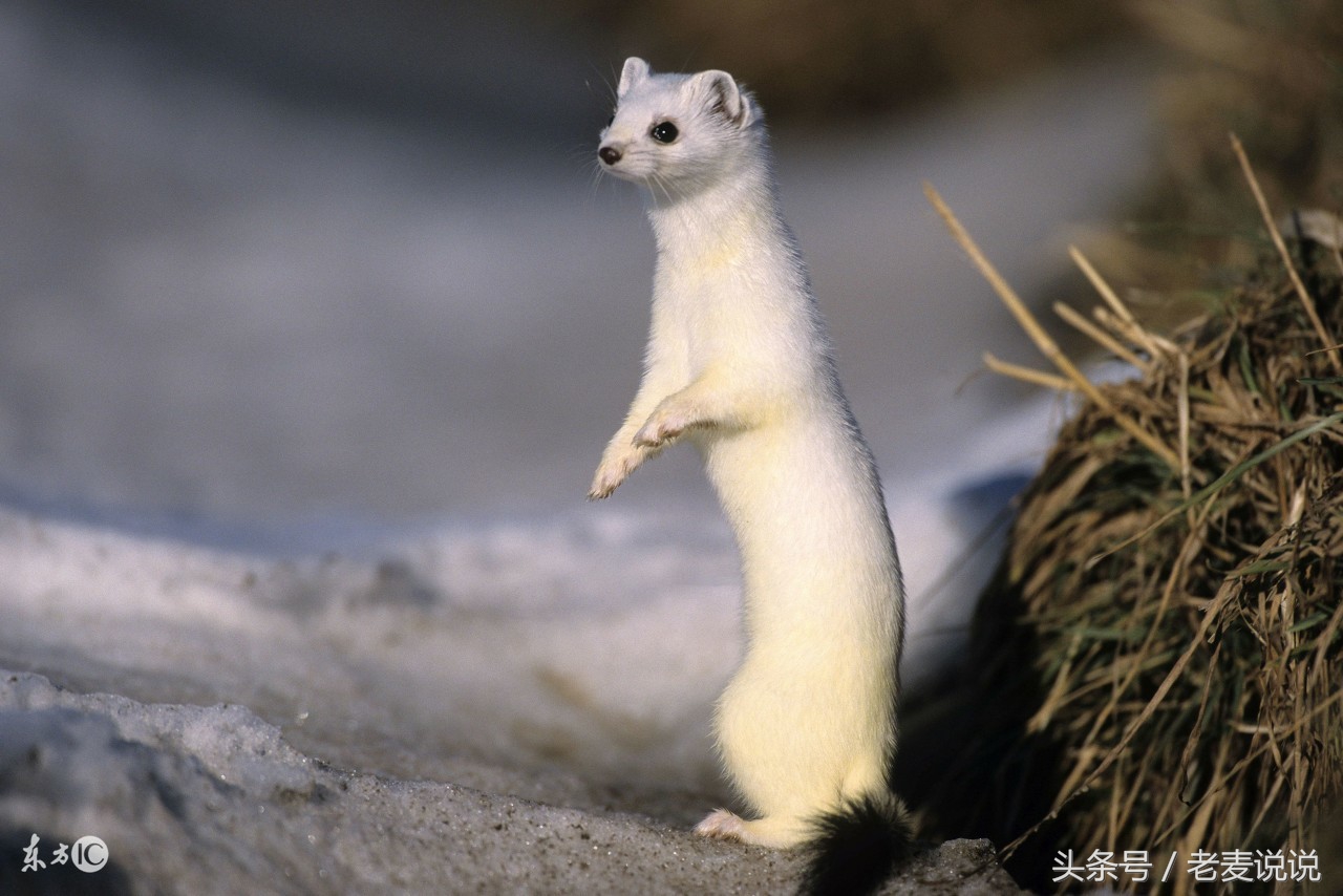 说出马78:立了堂要送走,难上加难,整不好还反噬,立堂要谨慎