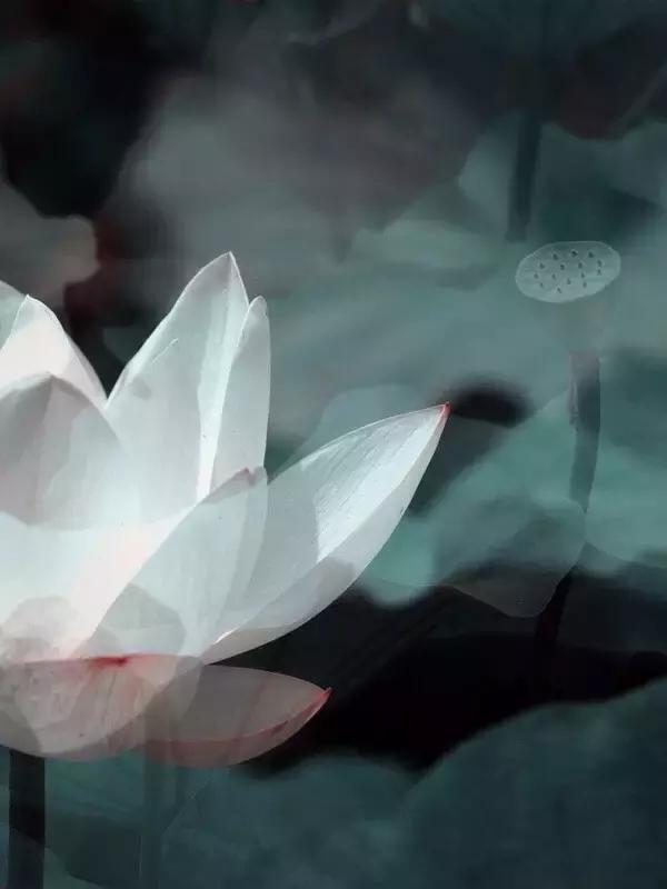 七情六欲是哪七情哪六欲具体解释,七情六欲是哪七情哪六欲图片