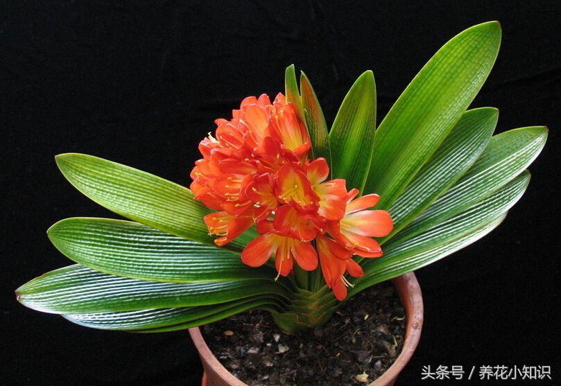 君子兰的养花技巧和方法,君子兰养花知识大全与技巧