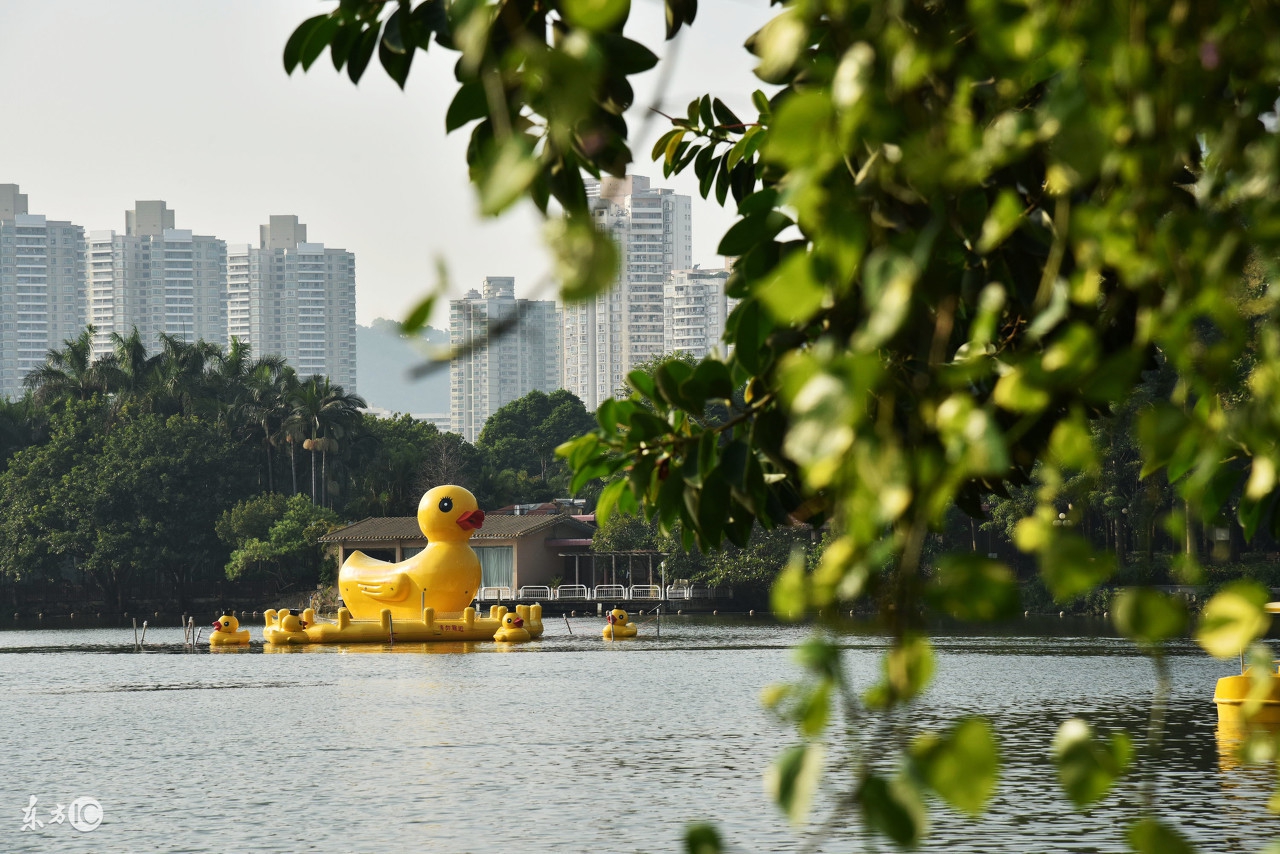 深圳居住证多久可以领证,深圳居住证办理多久可以领证