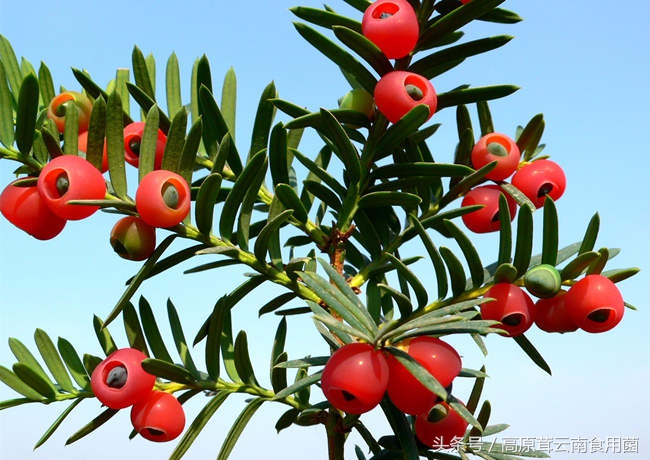 东北中药材种植什么品种前景好点,适合东北种植的中药材有哪些品种