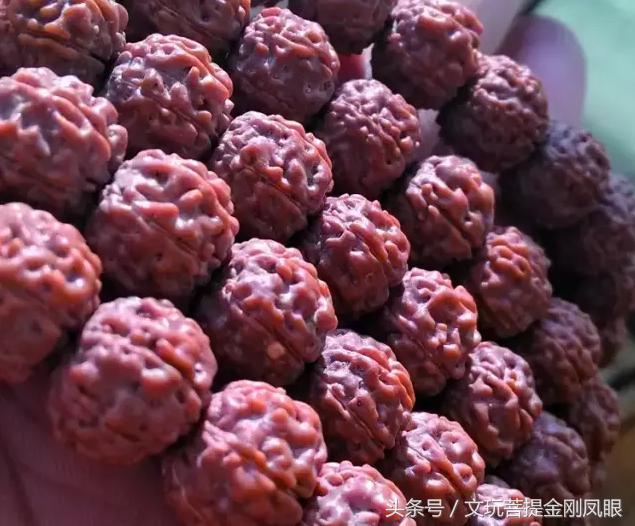 小金刚菩提清理到什么程度,小金刚菩提下水怎么清理