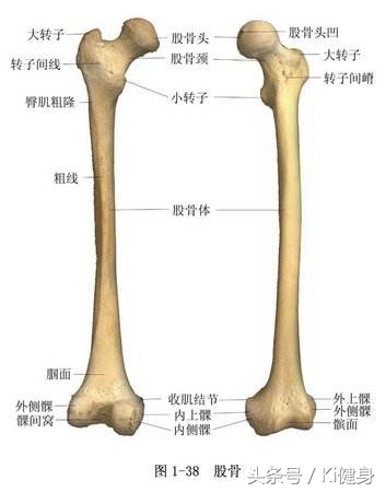 大腿外侧和前侧肌肉分布图,大腿前侧突出从解剖角度看