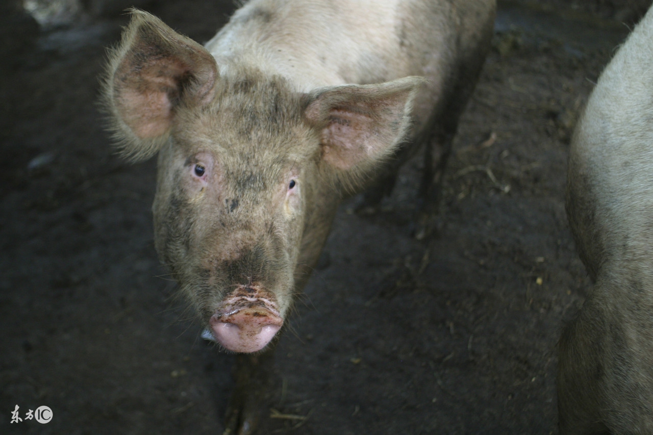 猪病预警;夏秋交接猪皮肤病!