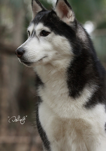 狗狗健康饮食,狗狗健康养狗常识宠物保健