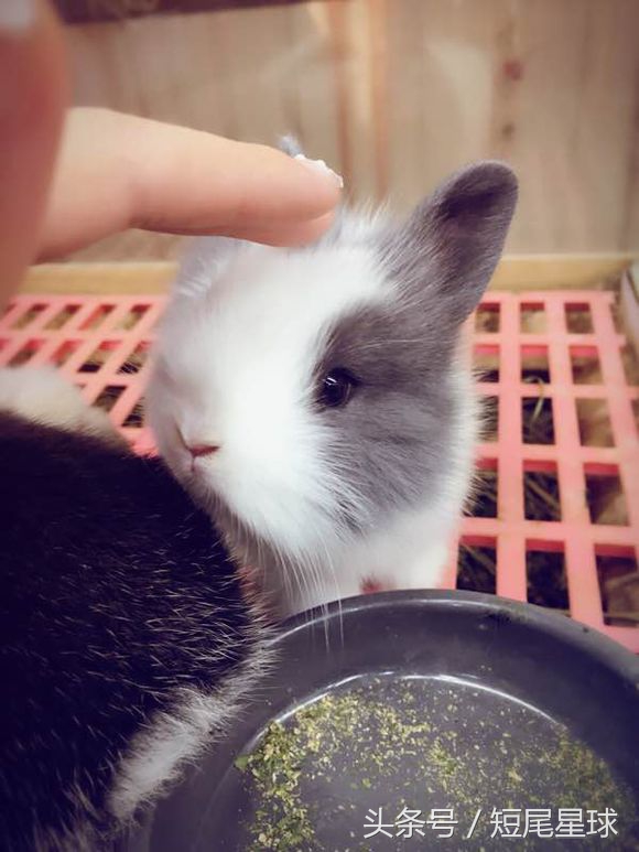 兔兔球虫症状多久会死,兔兔球虫病会自愈吗