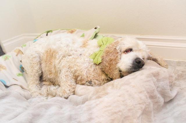 以旧换新宠物狗,狗狗改变了原有的生活方式