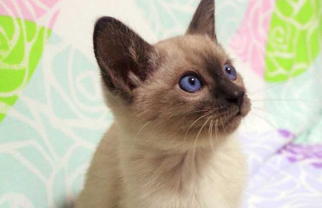 每日一猫（第七篇）暹罗猫