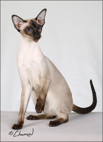 每日一猫（第七篇）暹罗猫