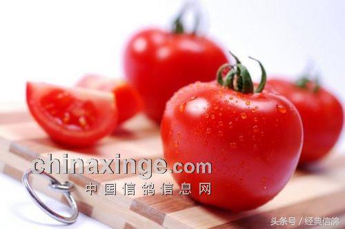 鸽棚里的蚊子怎么有效驱除,夏季鸽棚驱赶蚊虫妙招