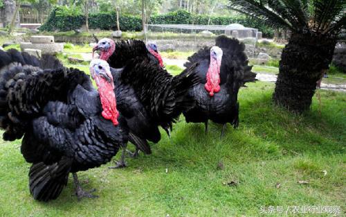 三农日报｜村淘S2B2C模式是何物；温氏发布养殖行业5点判断