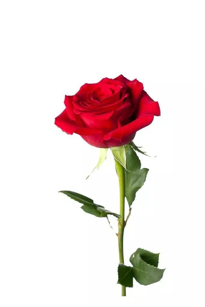 鏄庢槦鍚屾绉嶈崏濂界墿,鏄庢槦绉嶈崏鎺ㄨ崘