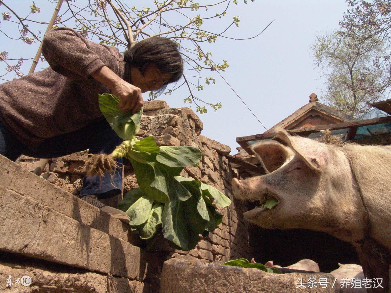 农村养猪:养猪户喜欢用红薯喂猪,但要避开这些误区!