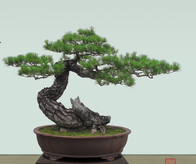 高山流水式松树盆景,亭亭山上松瑟瑟谷中风对比