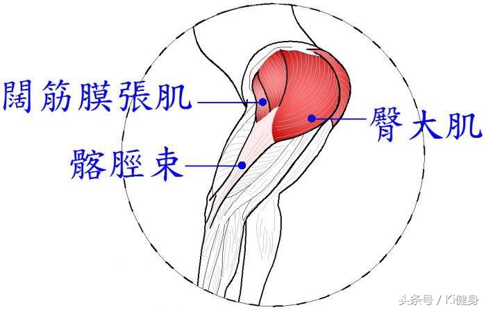 阔筋膜和阔筋膜张肌的区别,阔筋膜张肌和哪些肌肉为拮抗肌