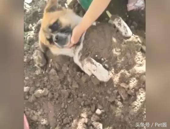 小女孩用泥土玩“埋狗”游戏,狗狗一脸生无可恋的任埋