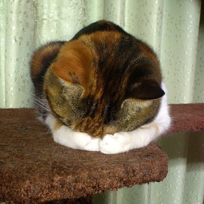 不要说我孤独，我还有猫