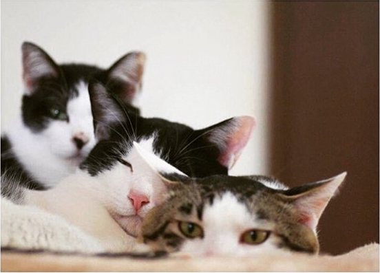 不要说我孤独，我还有猫