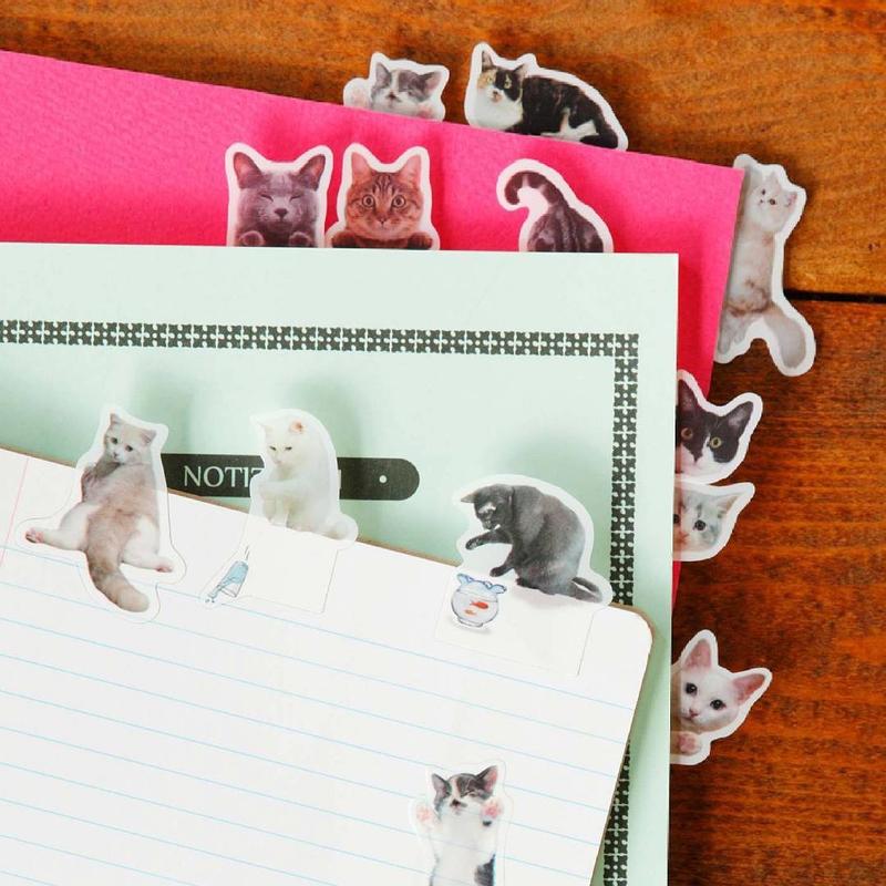 不要说我孤独，我还有猫