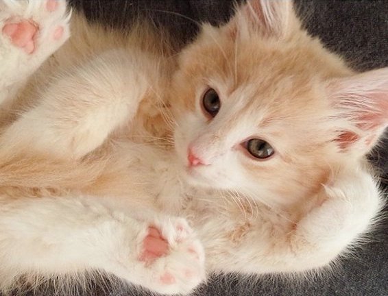 不要说我孤独，我还有猫