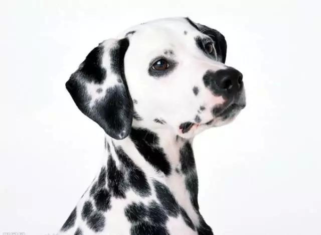 各种狗及身价，终于收全了