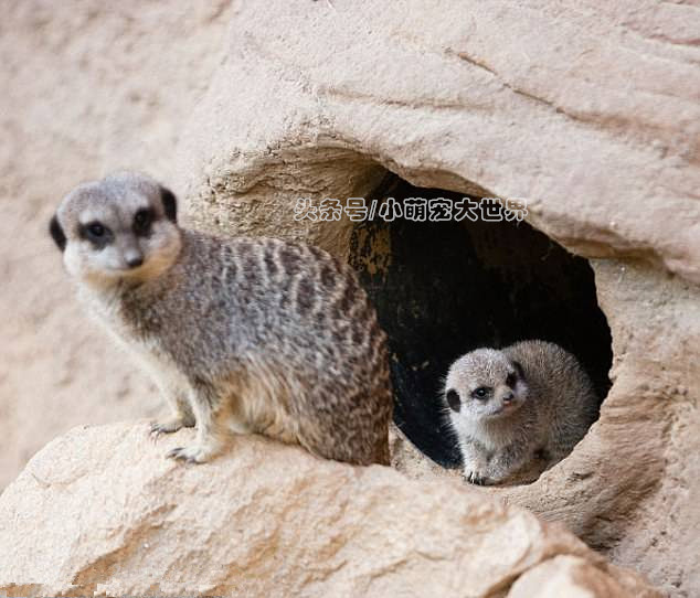 盘点那些超可爱的动物幼崽,十大最萌国宝级动物
