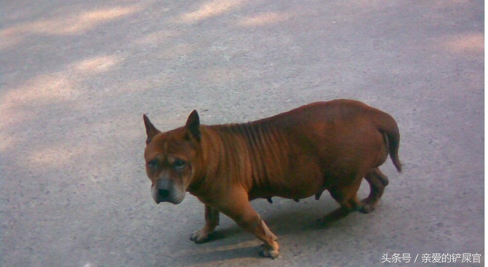 狗狗怀孕后有哪些征兆,狗狗怀孕后有哪些表现