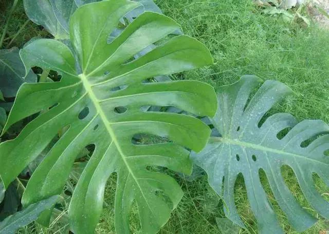 起床后房间里气味重怎么解决,早上醒来卧室的空气难闻是为什么