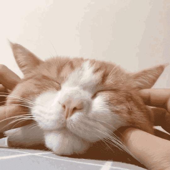 艾露猫怪物猎人,怪物猎人艾露猫真人