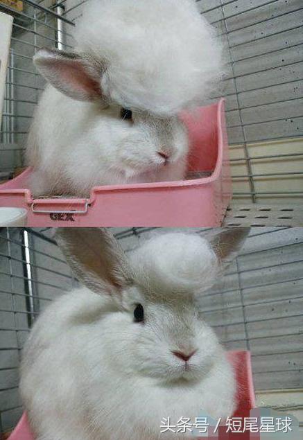 兔子夏季脱毛怎么弄,兔子夏季脱毛是怎么回事
