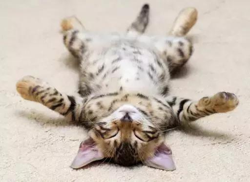 防止猫咪中暑的最佳方法,天气太热了猫咪中暑了怎么办