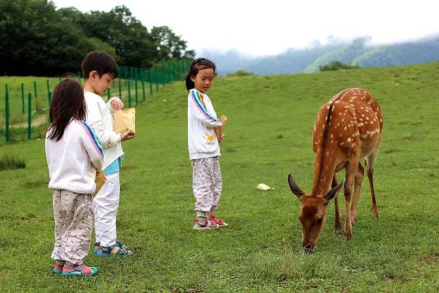 北纬30°神秘之境，在高山草甸、追逐鹿群，这里美的像天堂！