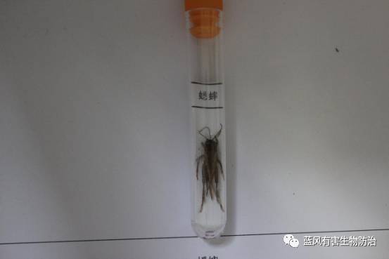 害虫的危害最大的时期是在什么期,防治蟋蟀的最佳办法