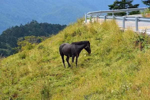 北纬30°神秘之境，在高山草甸、追逐鹿群，这里美的像天堂！