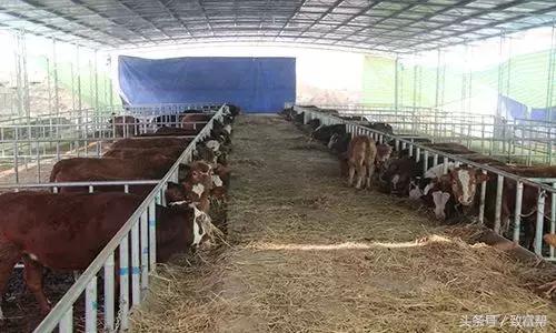 奶牛养殖高科技视频,科技养奶牛