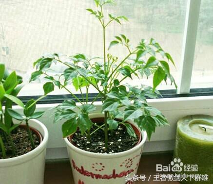 家里有金色小飞虫怎么消灭,家里为什么有小飞虫怎么消灭