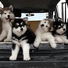 华盛顿西雅图大学世界排名,美国华盛顿西雅图大学排名