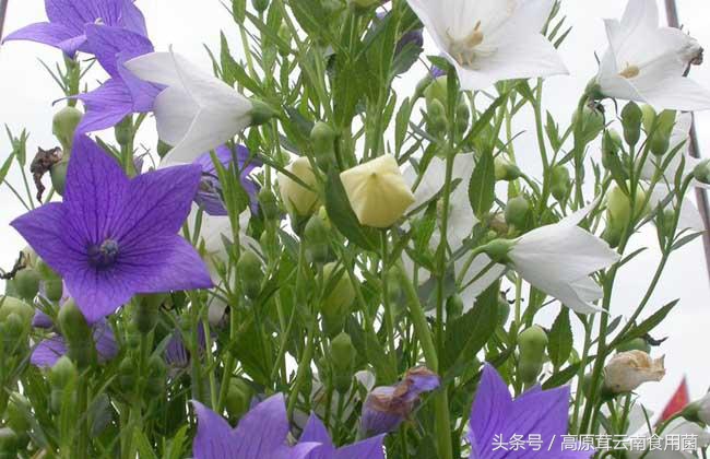 东北中药材种植什么品种前景好点,适合东北种植的中药材有哪些品种