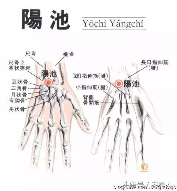 止疼万能穴图解,穴位养生十二原穴可治疗一切疼痛