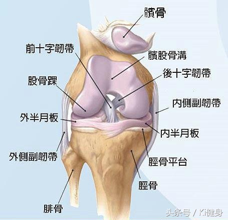 大腿外侧和前侧肌肉分布图,大腿前侧突出从解剖角度看